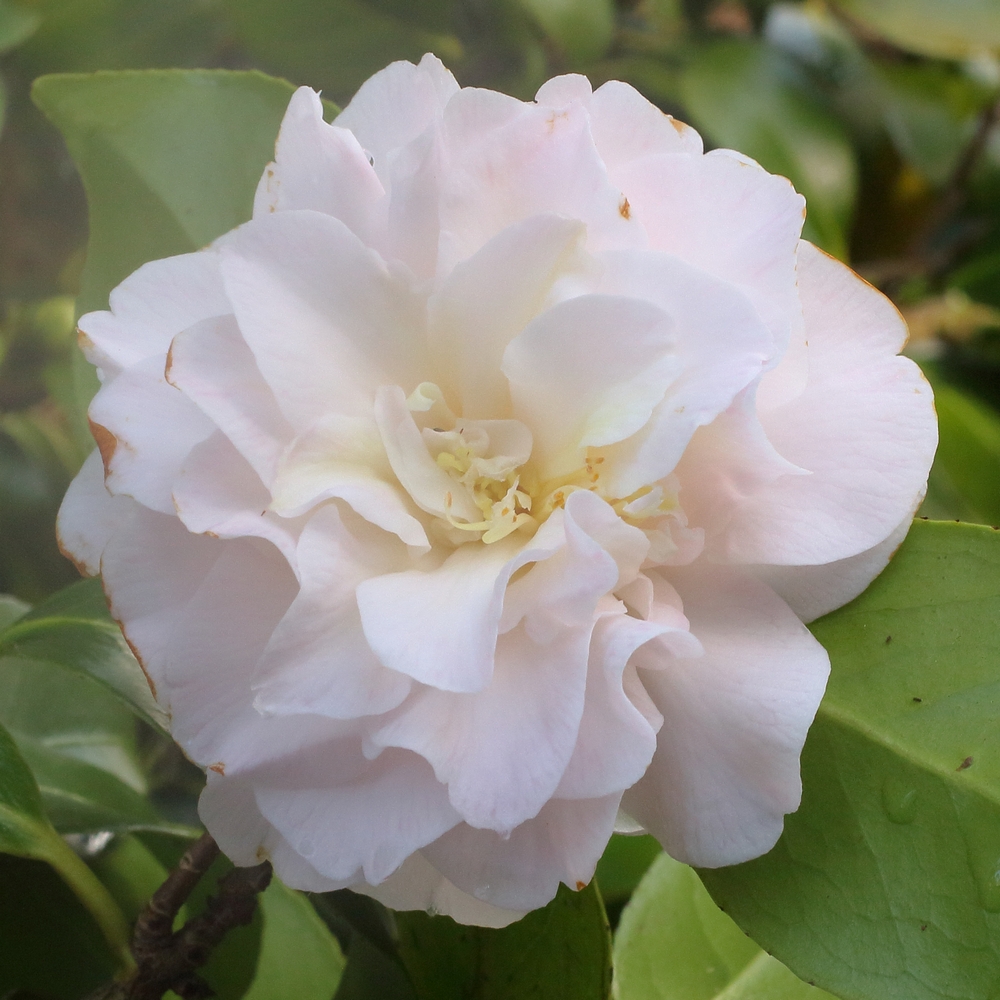 Camellia japonica 'Emily Wilson'