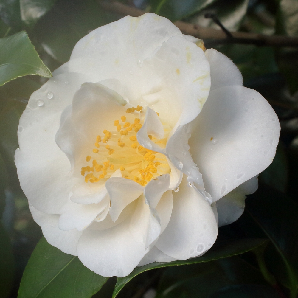 Camellia japonica 'Finlandia'