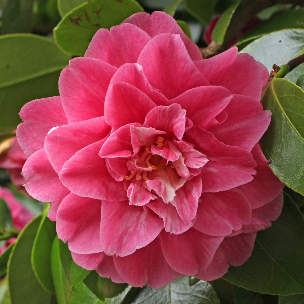 Camellia japonica 'General George Patton'