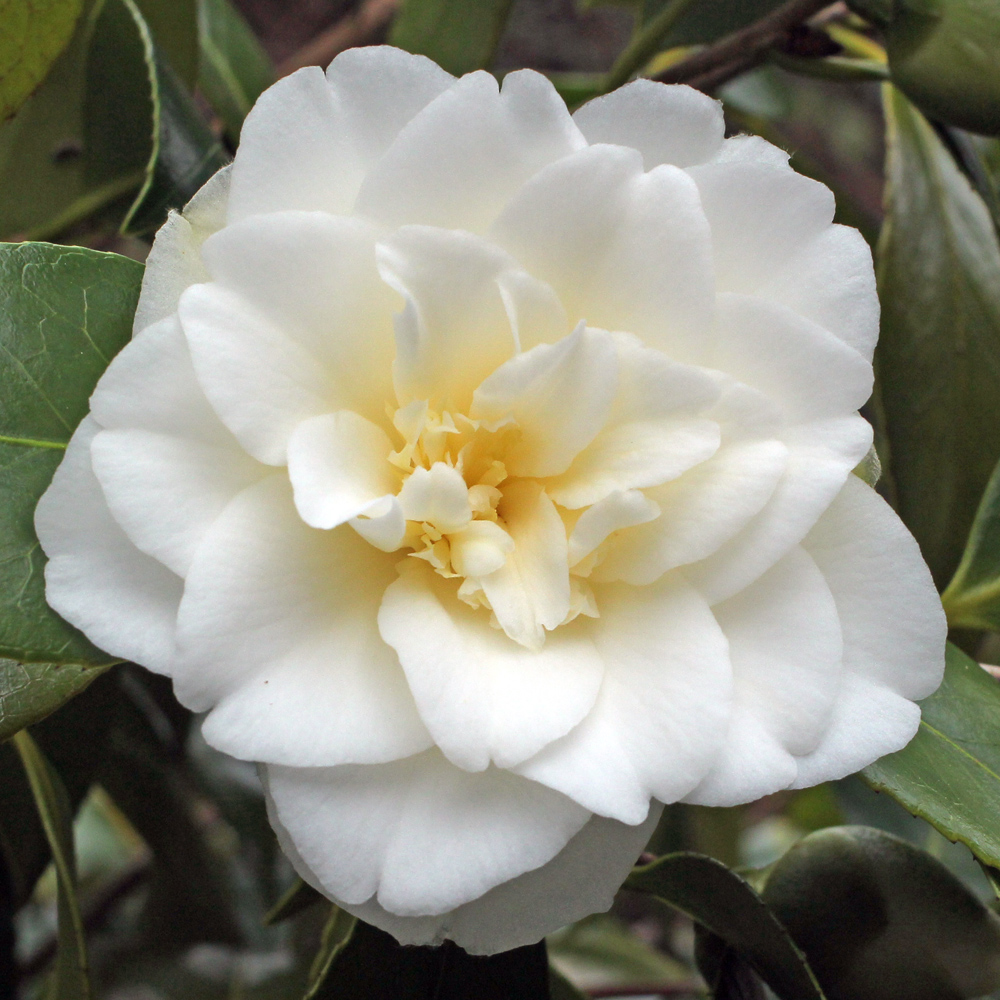 Camellia japonica 'Golden Tone'