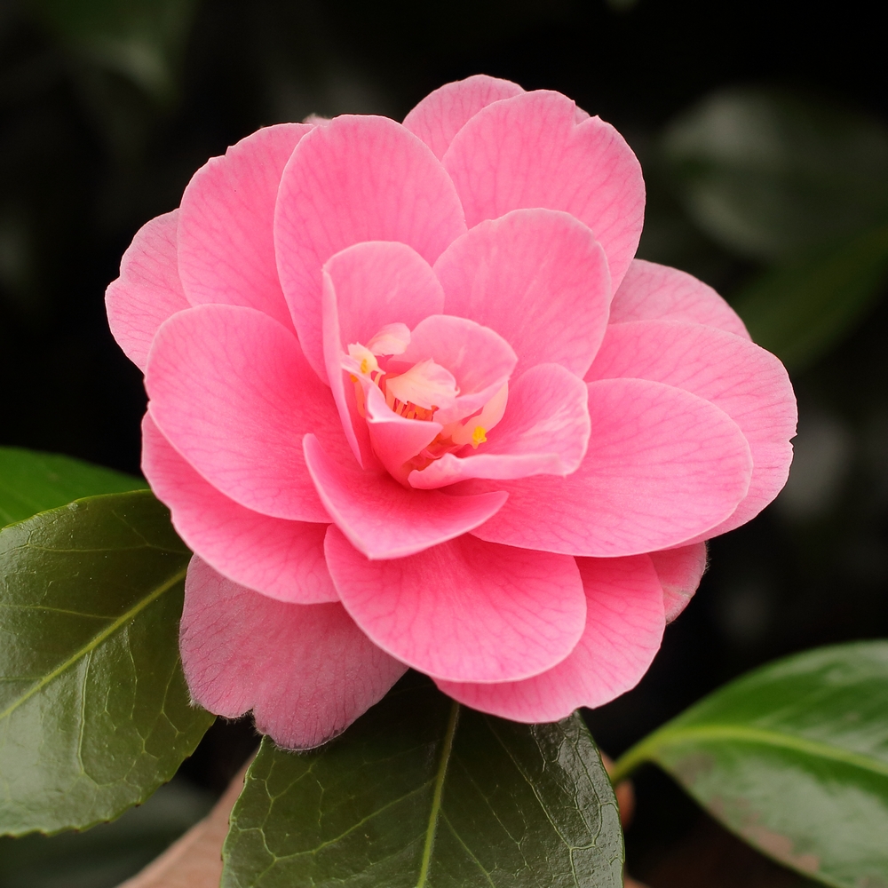 Camellia japonica 'June McCaskill'