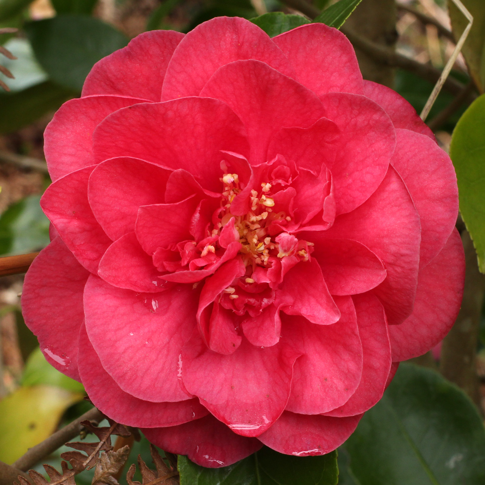 Camellia japonica 'King Size'