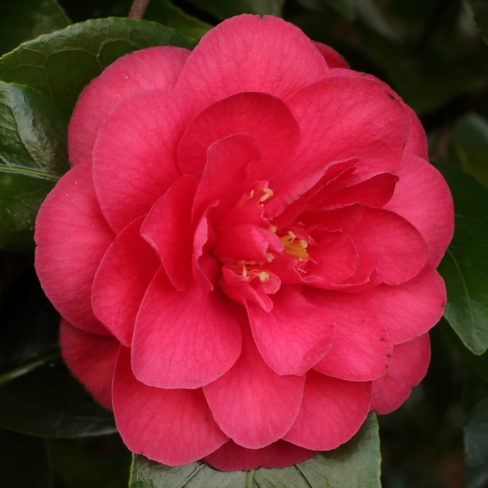Camellia japonica 'King Size'