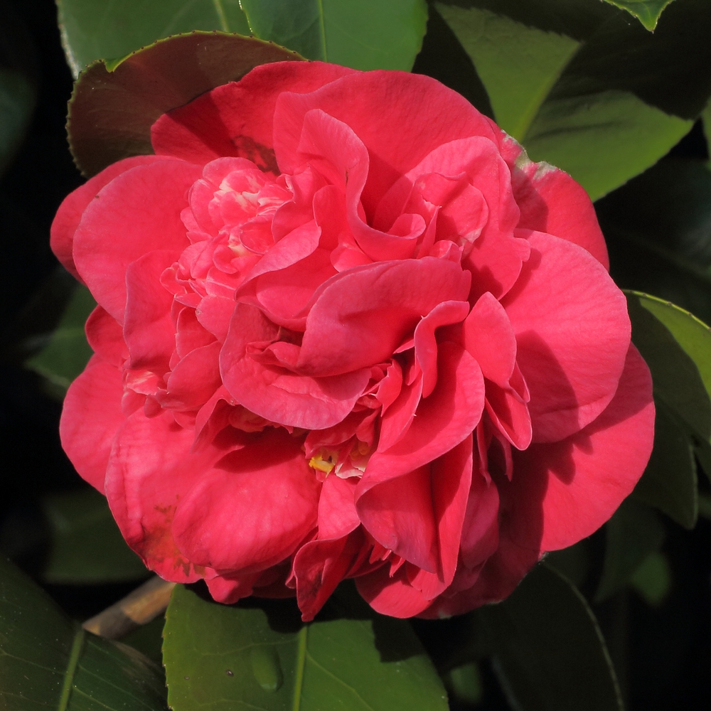 Camellia japonica 'Lady Mary Cromartie'