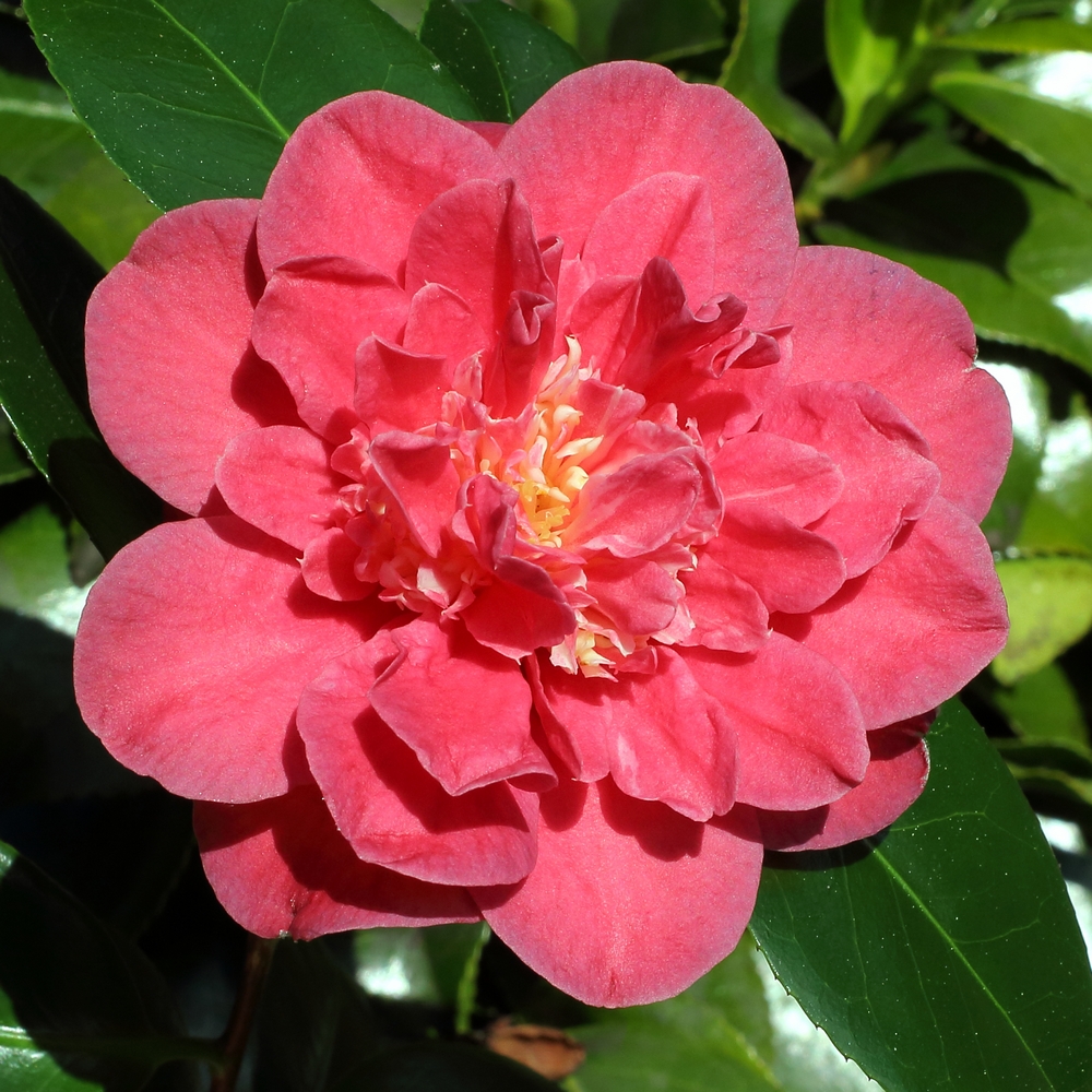 Camellia japonica 'Lady Mary Cromartie'