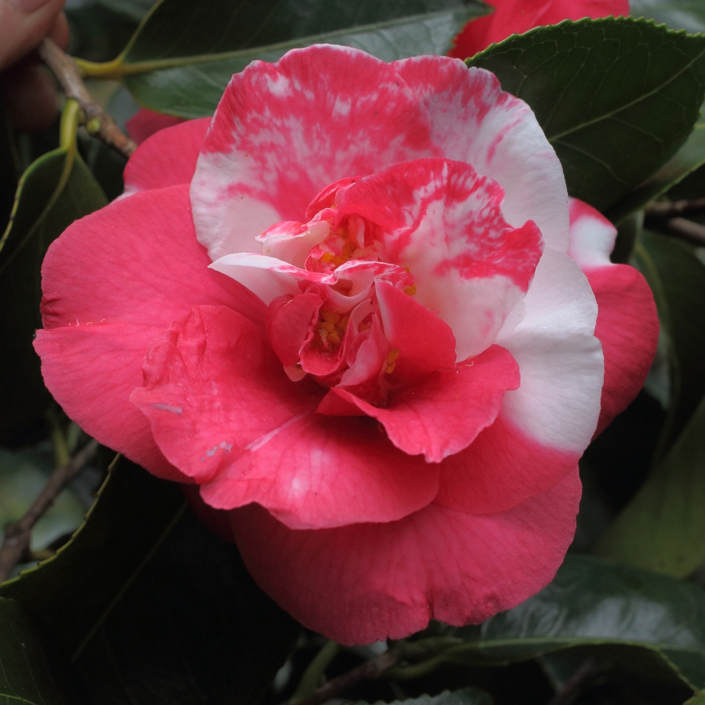 Camellia japonica 'Lady Vere de Vere'