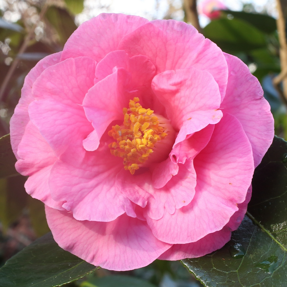 Camellia hybrid 'Lasca Beauty'