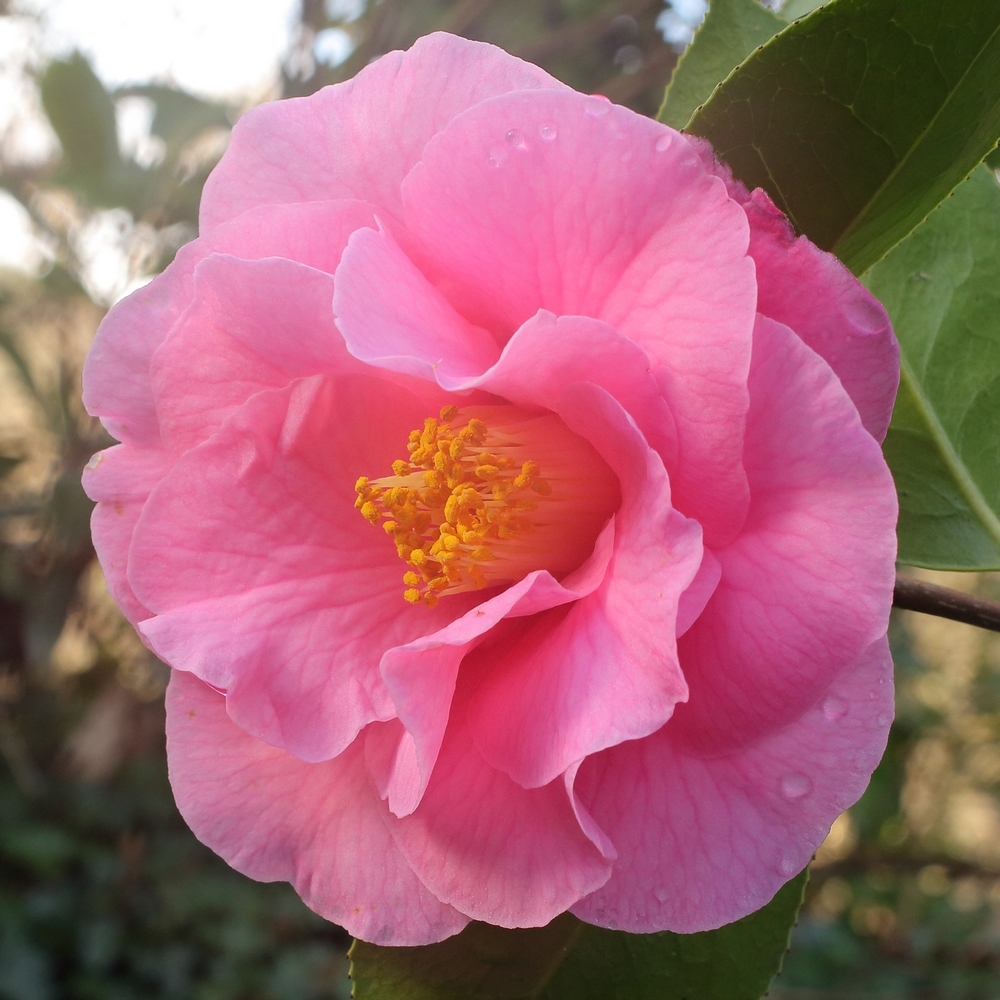 Camellia hybrid 'Lasca Beauty'