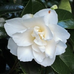 Camellia japonica 'Laura Schafer'