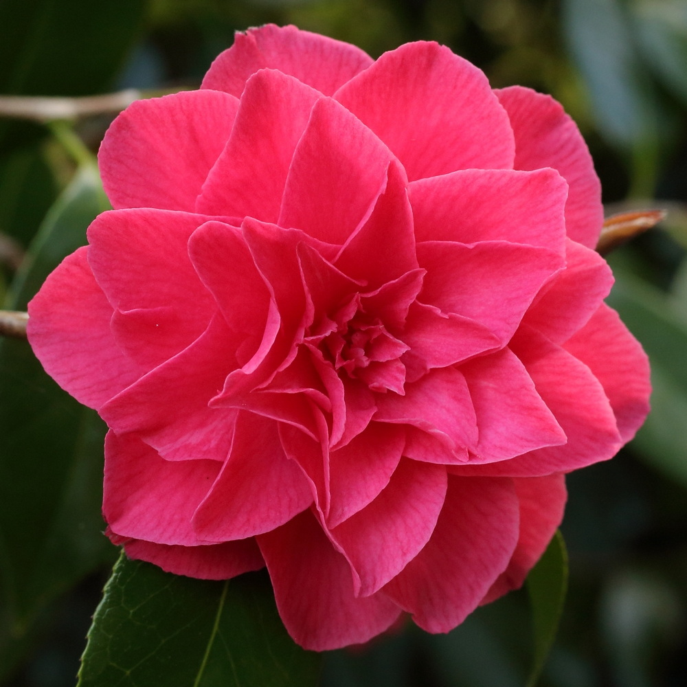Camellia japonica 'Lieutenant William Hearn'