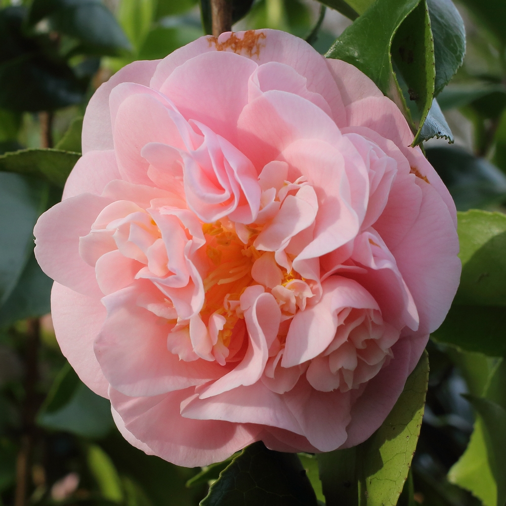 Camellia japonica 'Magic Moments'