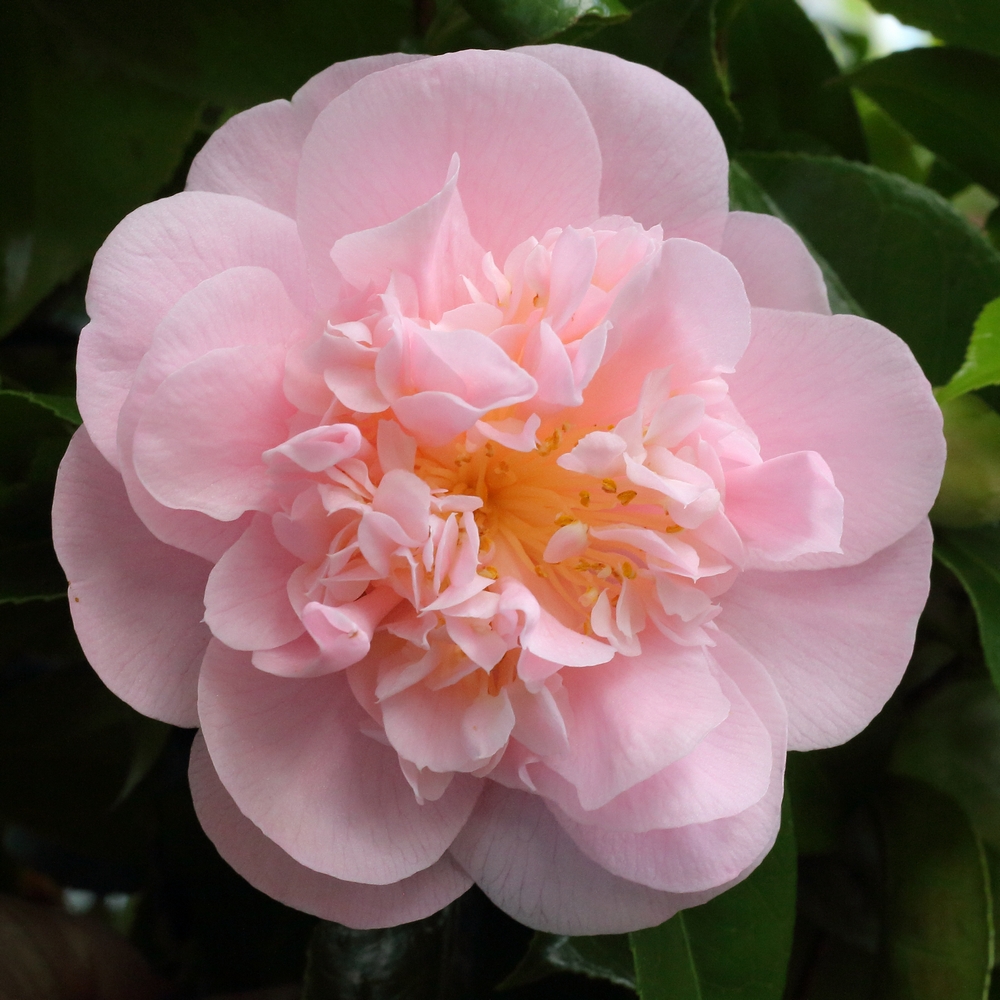 Camellia japonica 'Magic Moments'