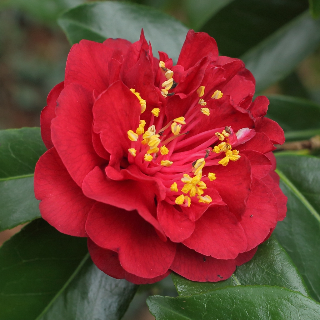 Camellia japonica 'Maroon and Gold'