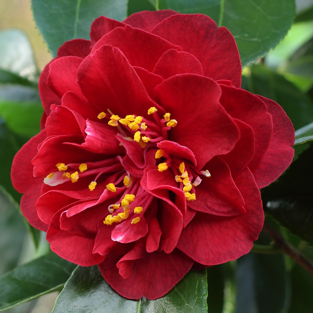 Camellia japonica 'Maroon and Gold'