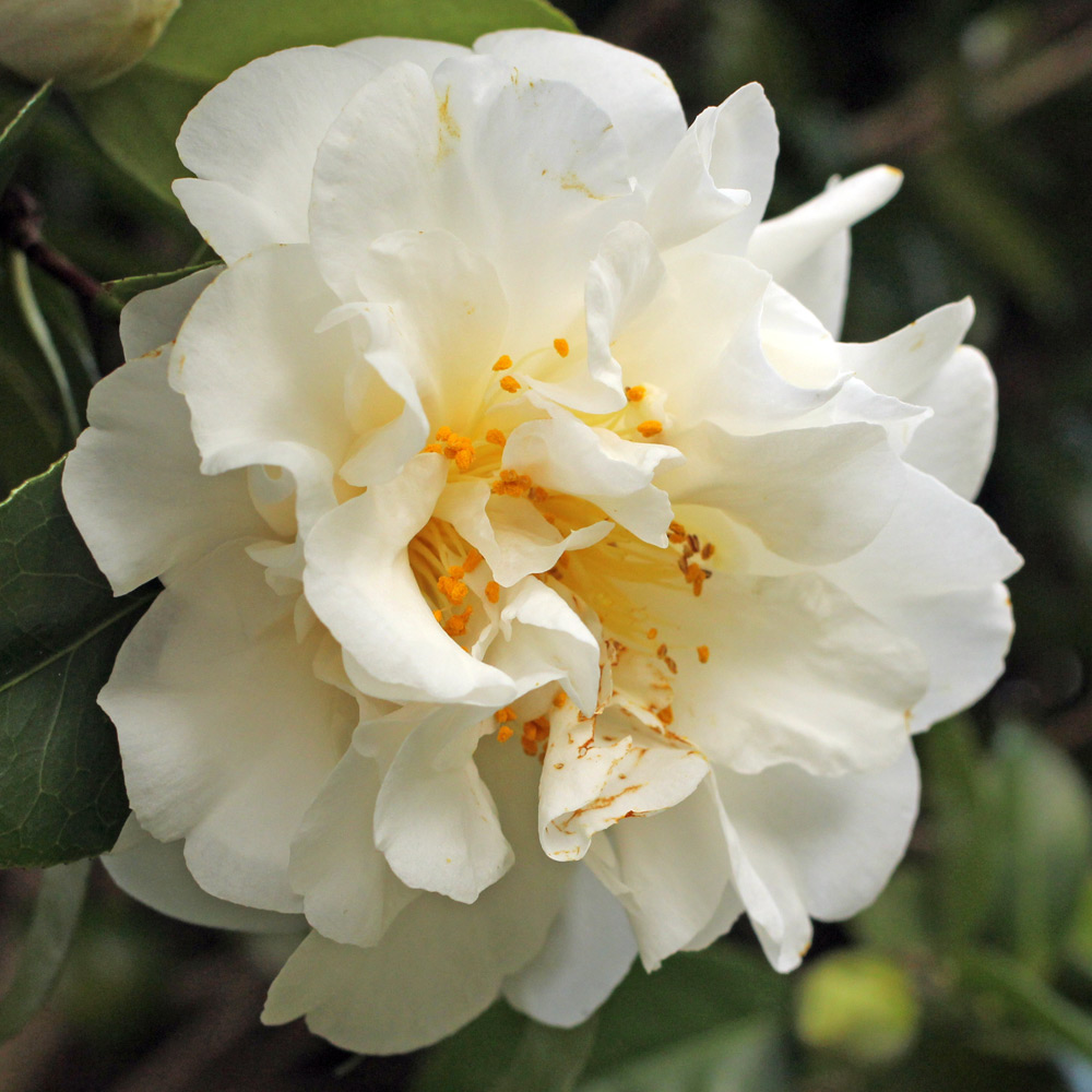 Camellia japonica 'Onetia Holland'