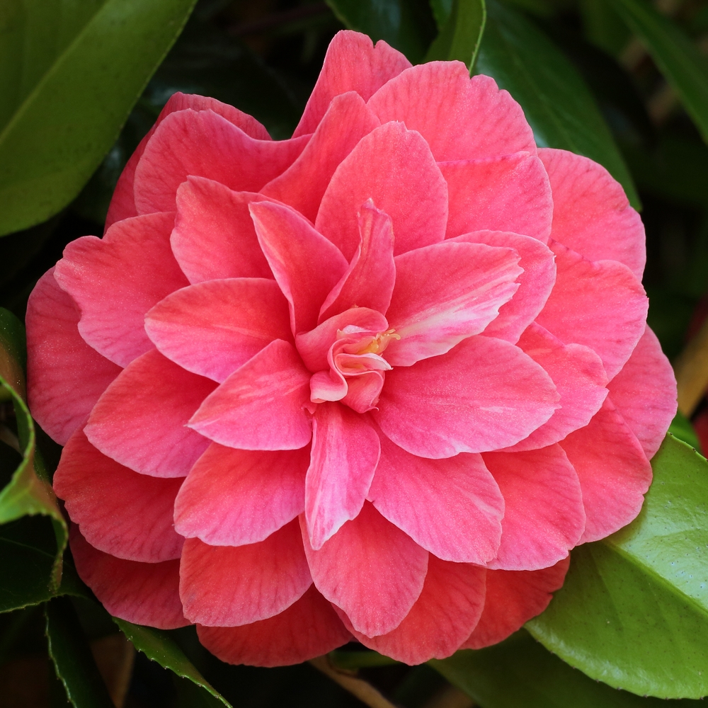 Camellia japonica 'Purple Emperor'