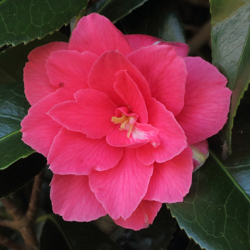 Camellia japonica 'Rainy Sun'