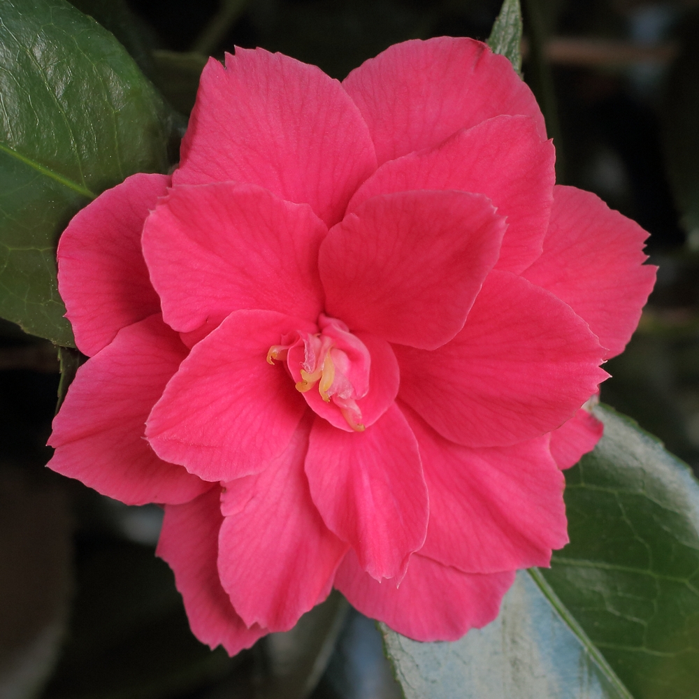 Camellia japonica 'Rainy Sun'