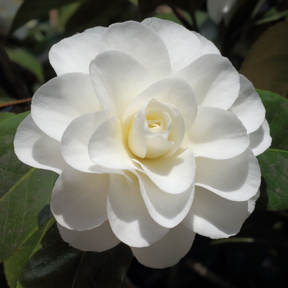 Camellia japonica 'Shiragiku'