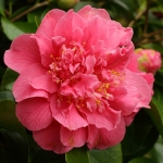 Camellia japonica 'Spring Fever'