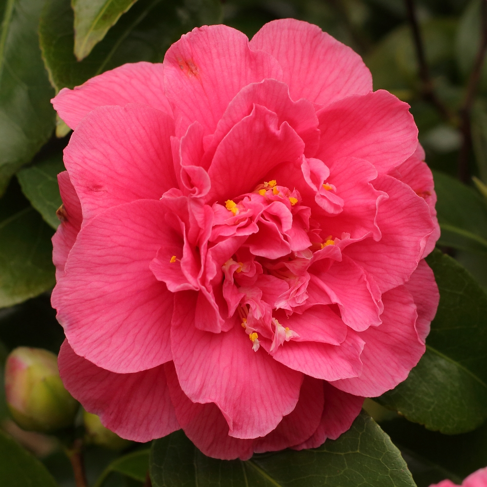 Camellia japonica 'Spring Fever'