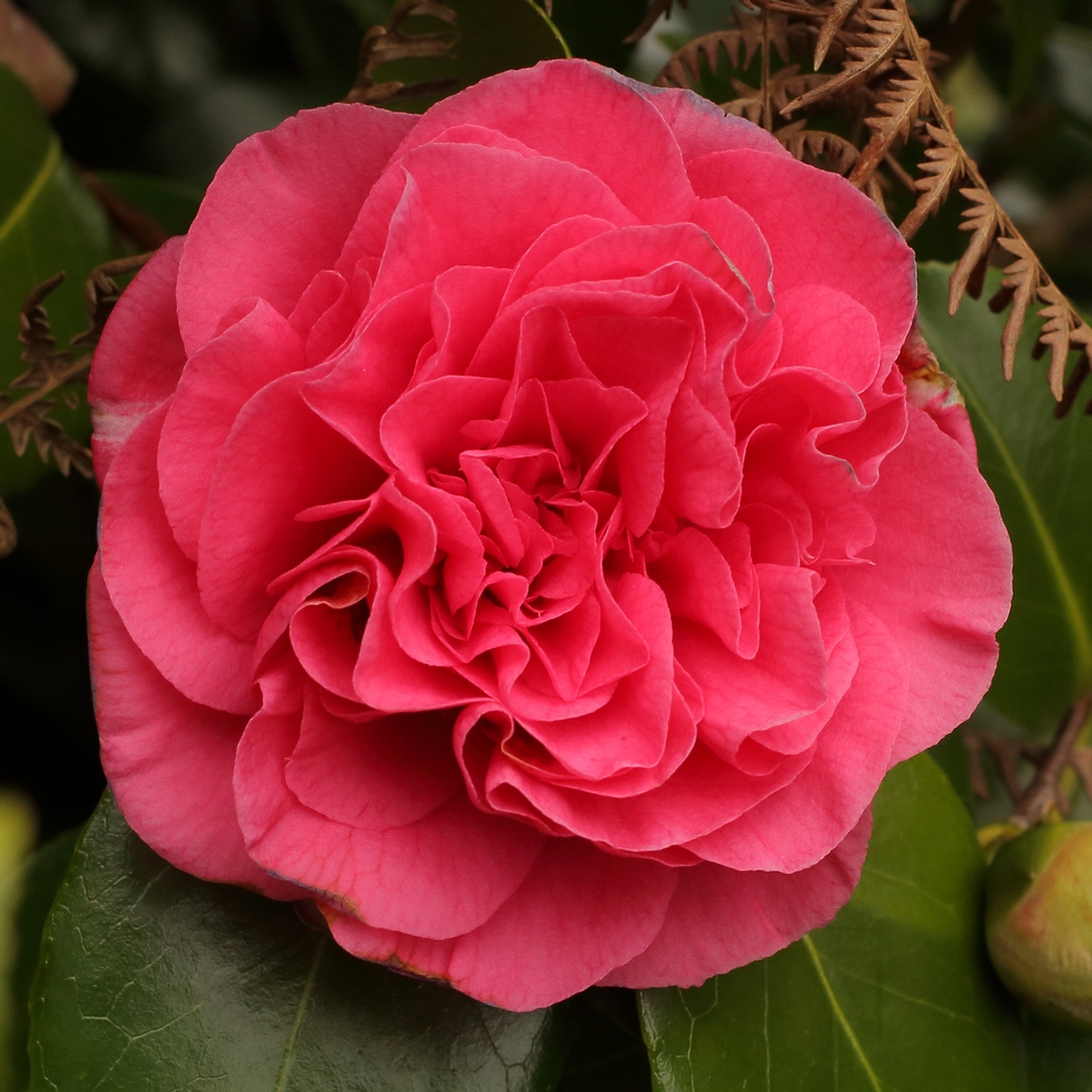 Camellia japonica 'Tomorrow'
