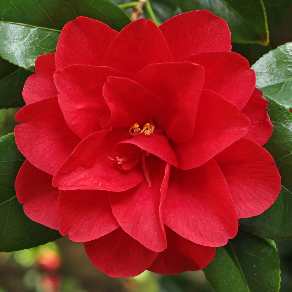 Camellia japonica 'Ace of Hearts'