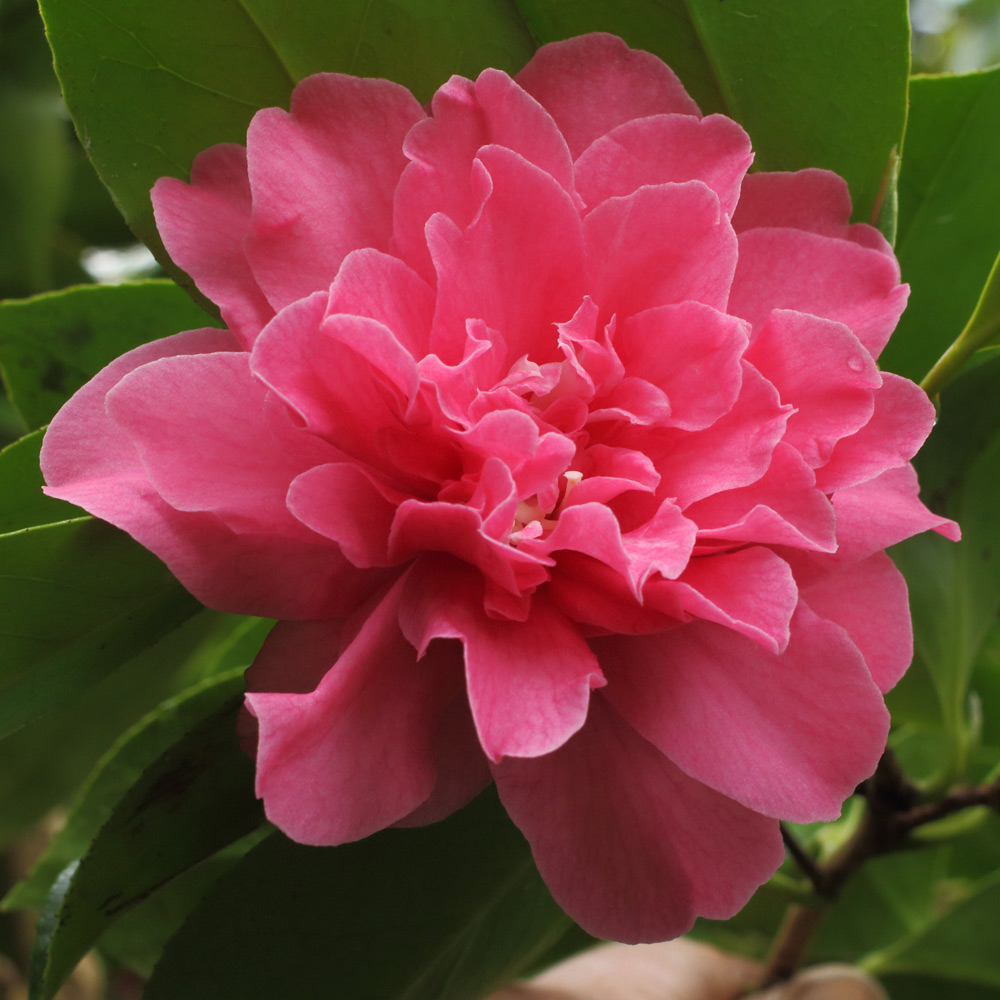 Camellia japonica 'Ada Pieper'