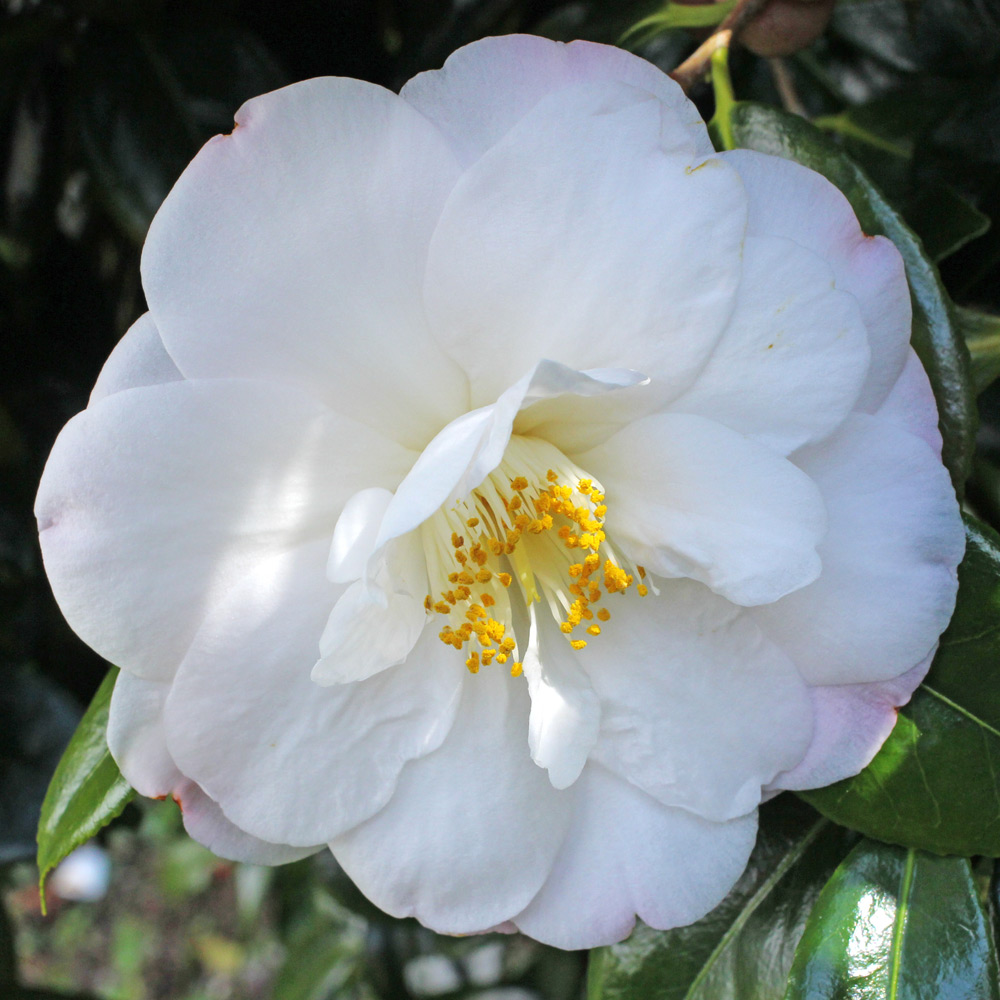 Camellia japonica 'Alexis Smith'