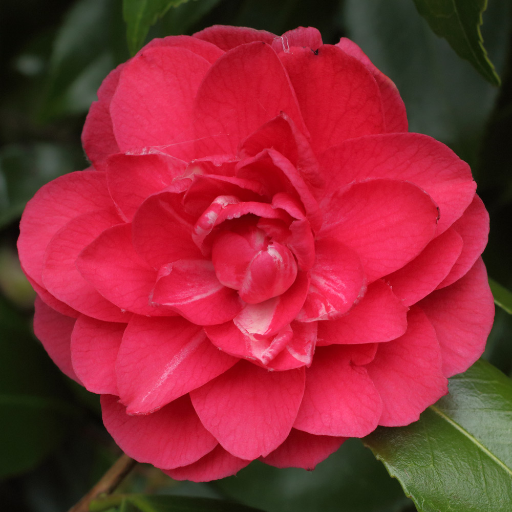 Camellia japonica 'Anne Smith'