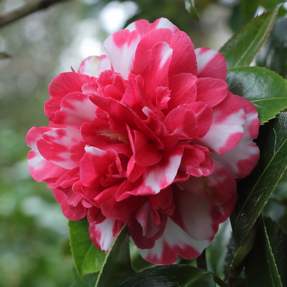 Camellia japonica 'Beau Harp'