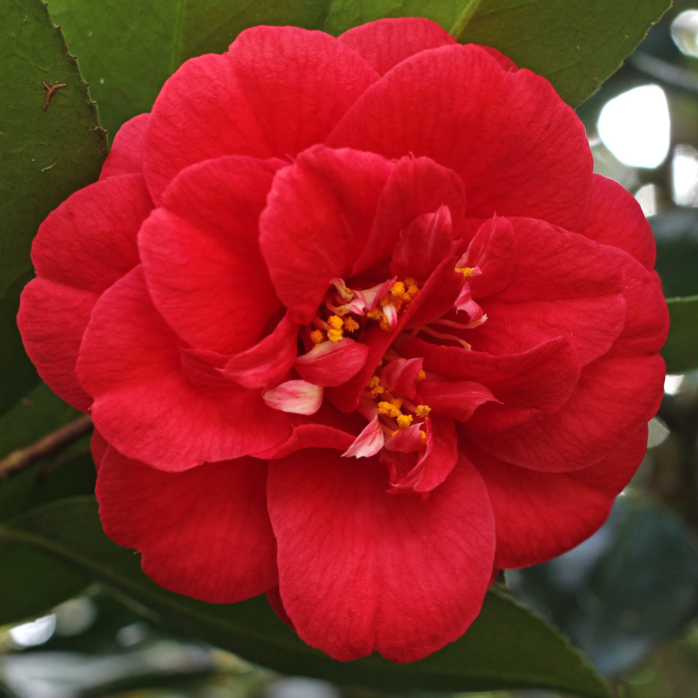 Camellia japonica 'Blaze of Glory'