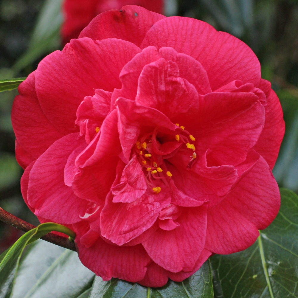 Camellia japonica 'J.J. Whitfield'