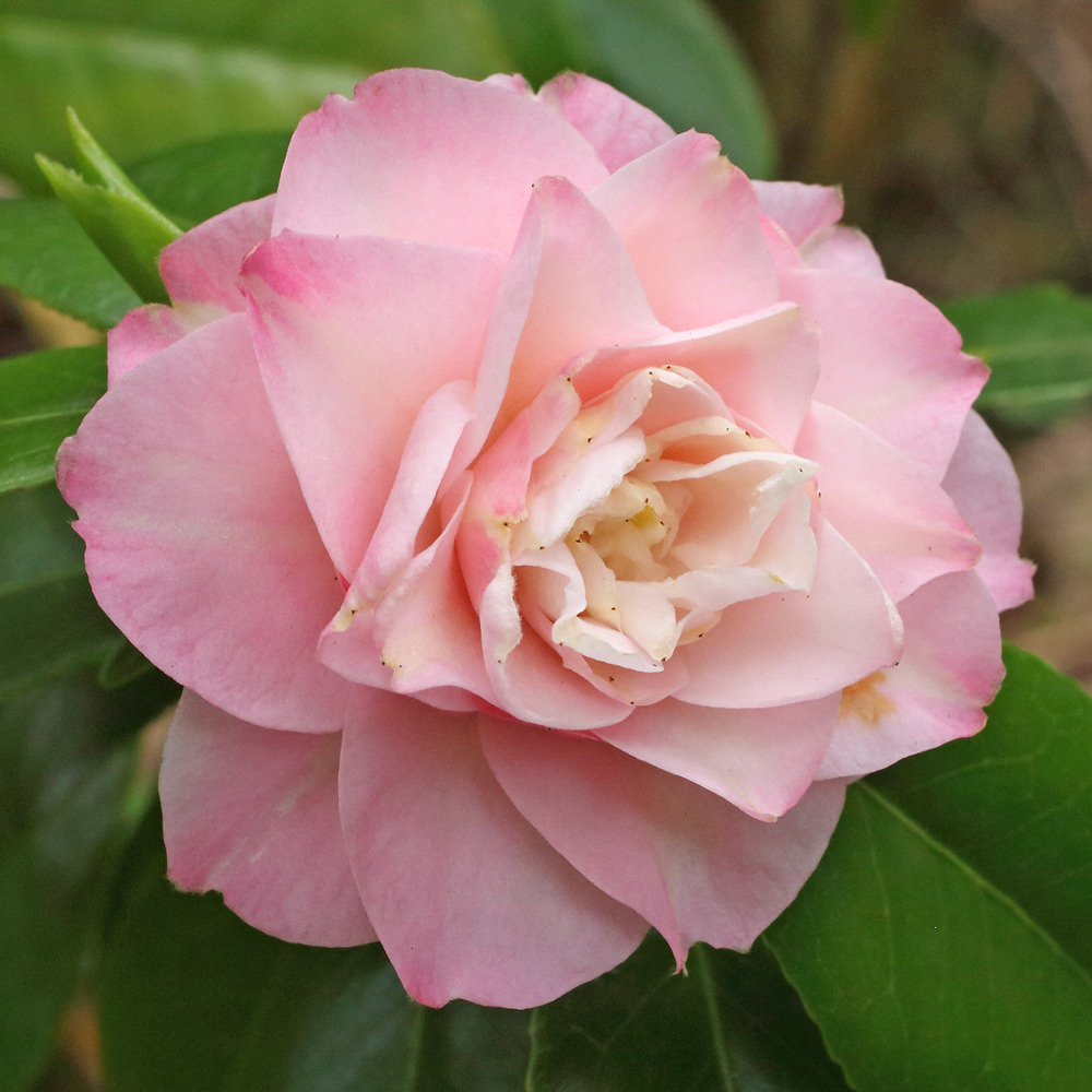 Camellia japonica 'Just Darling'