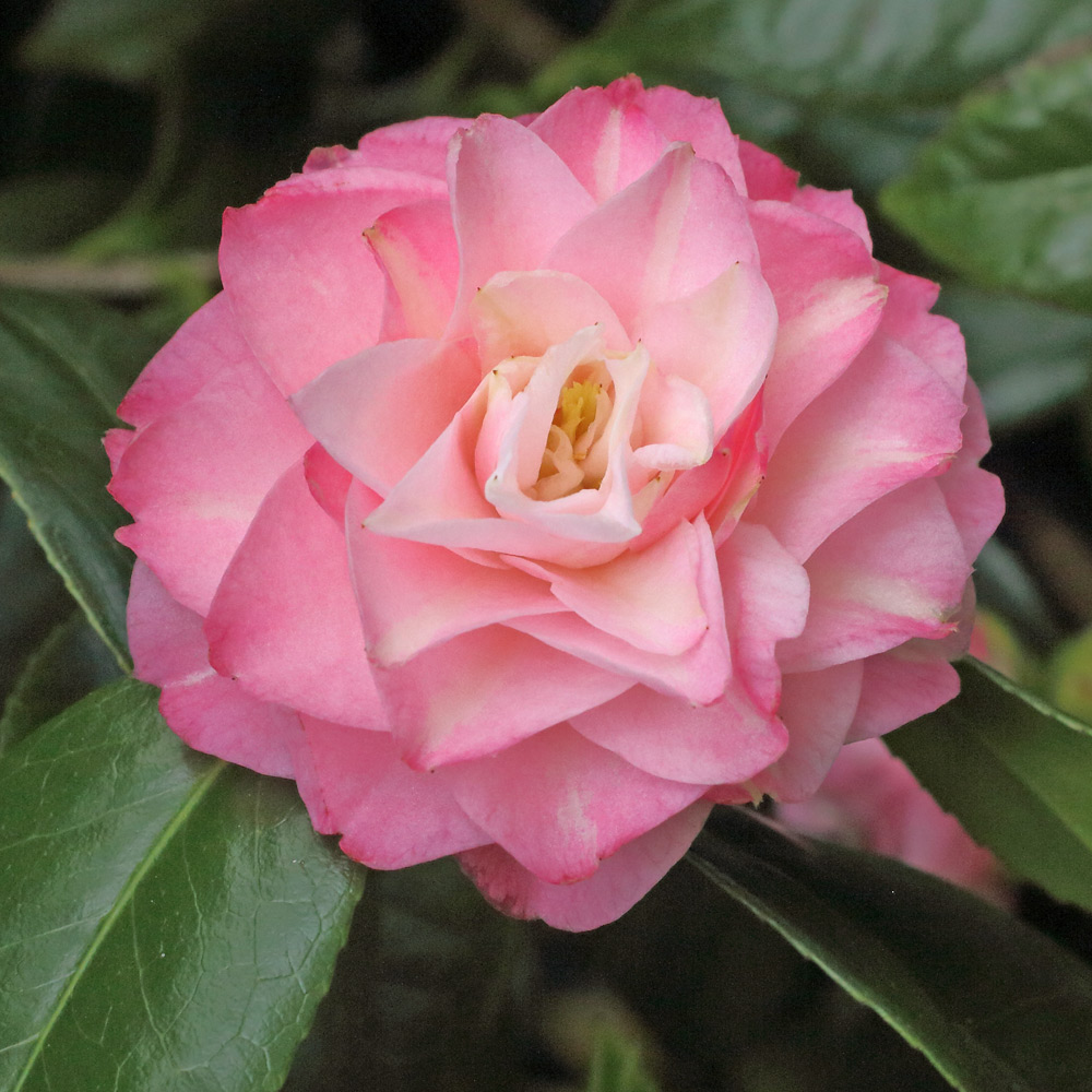Camellia japonica 'Just Darling'