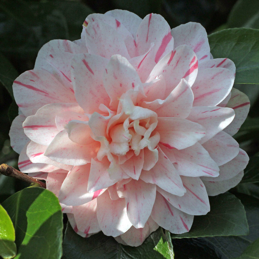 Camellia japonica 'Kick-Off'