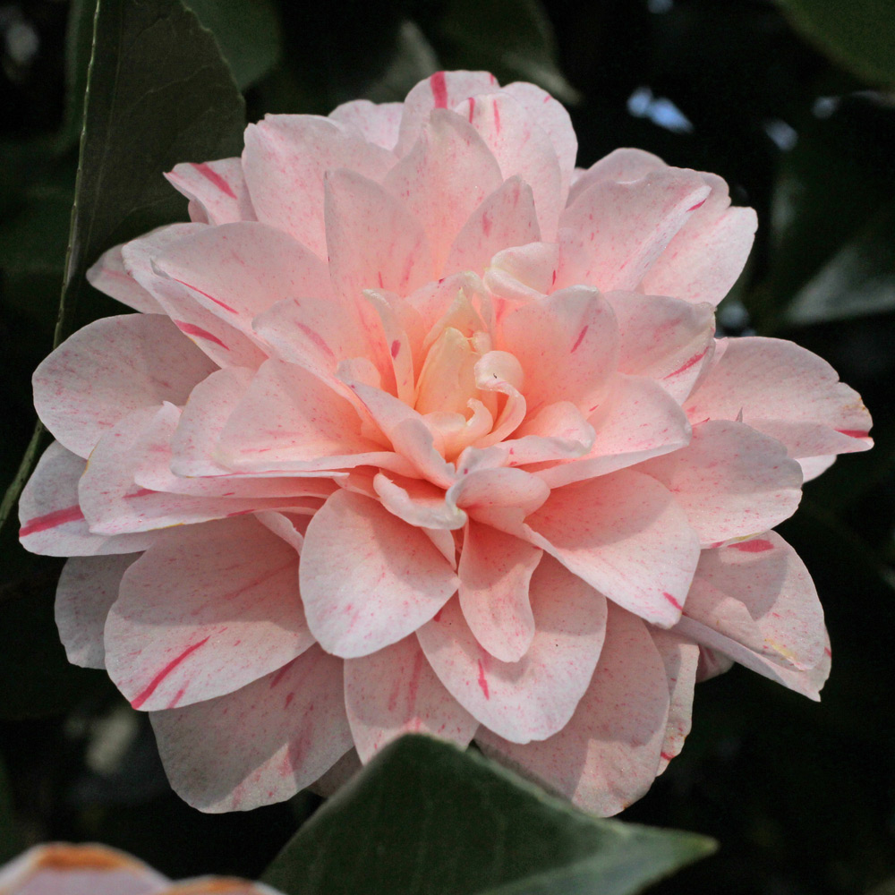 Camellia japonica 'Kick-Off'