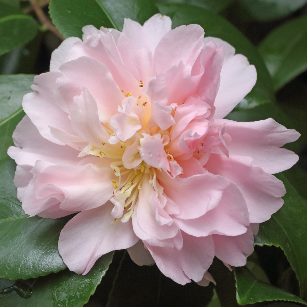 Camellia japonica 'King's Ransom'