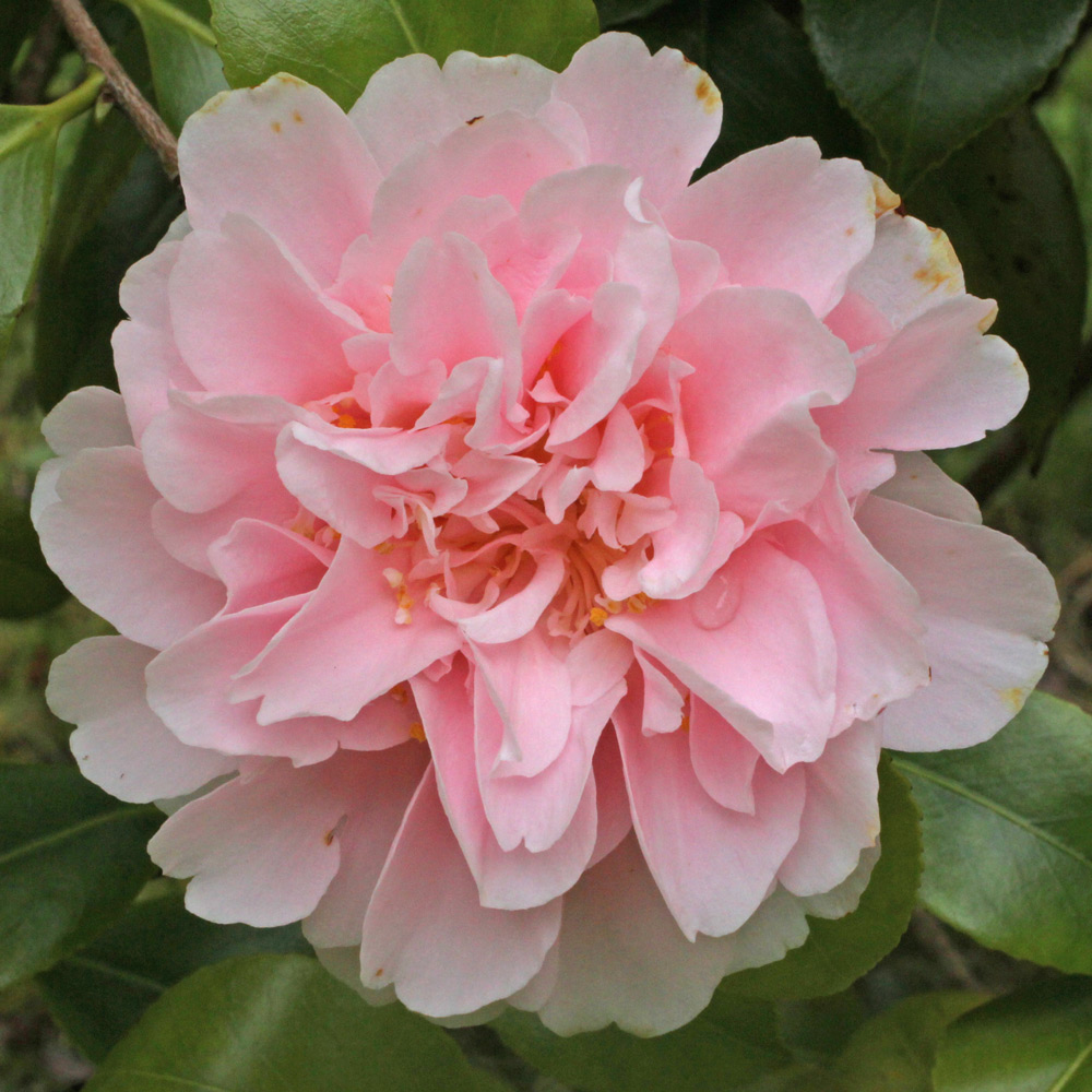 Camellia japonica 'King's Ransom'