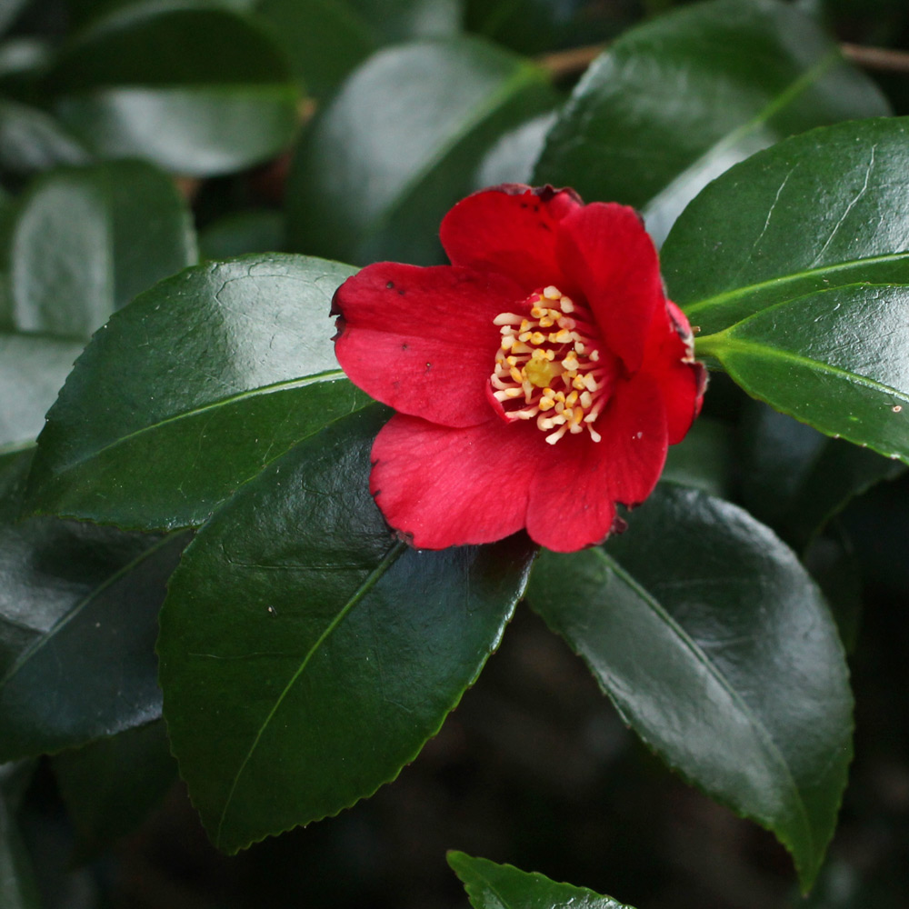 Camellia japonica 'Midnight Serenade'