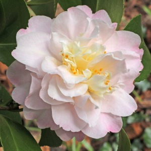 Camellia japonica 'Nina Avery'