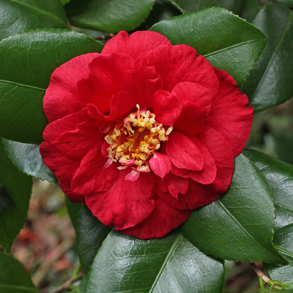 Camellia 'Satan's Robe'