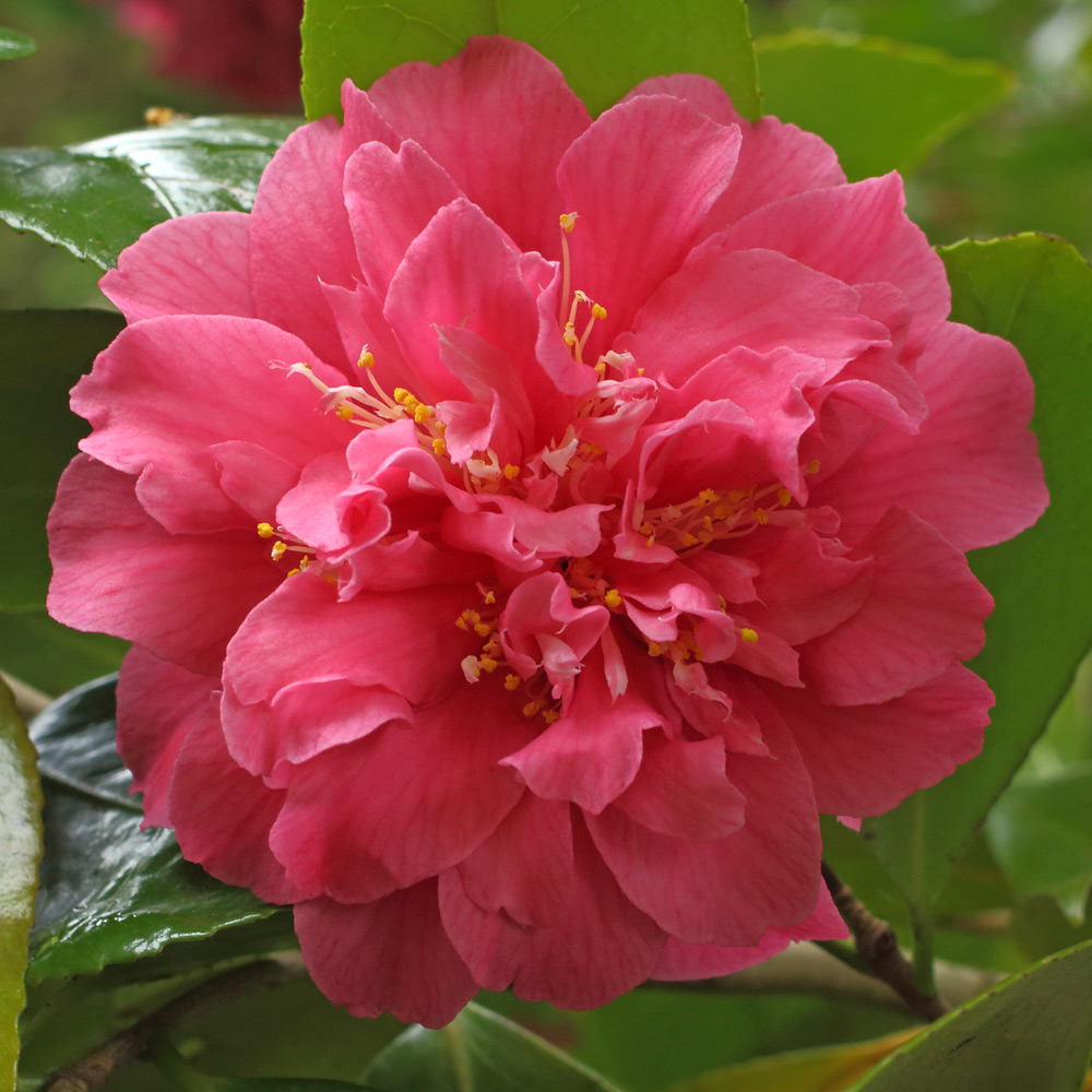 Camellia japonica 'Scentsation'