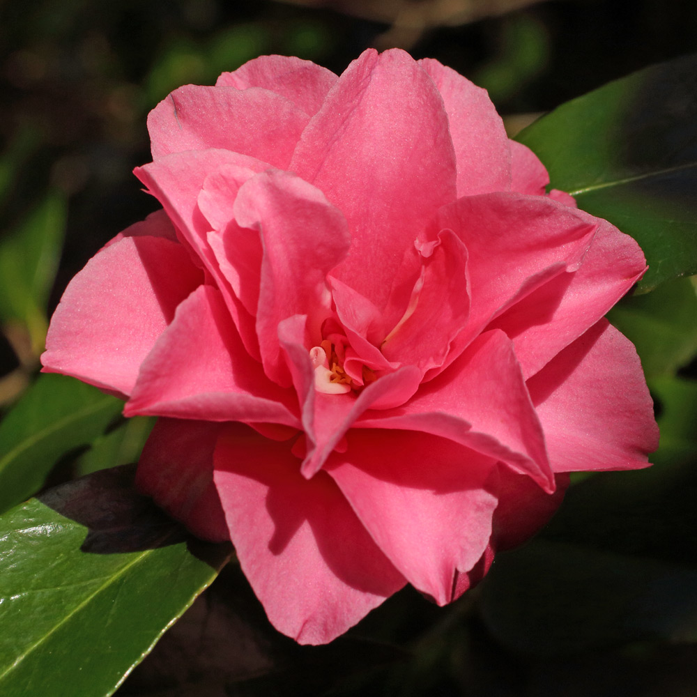 Camellia japonica 'Seventh Heaven'