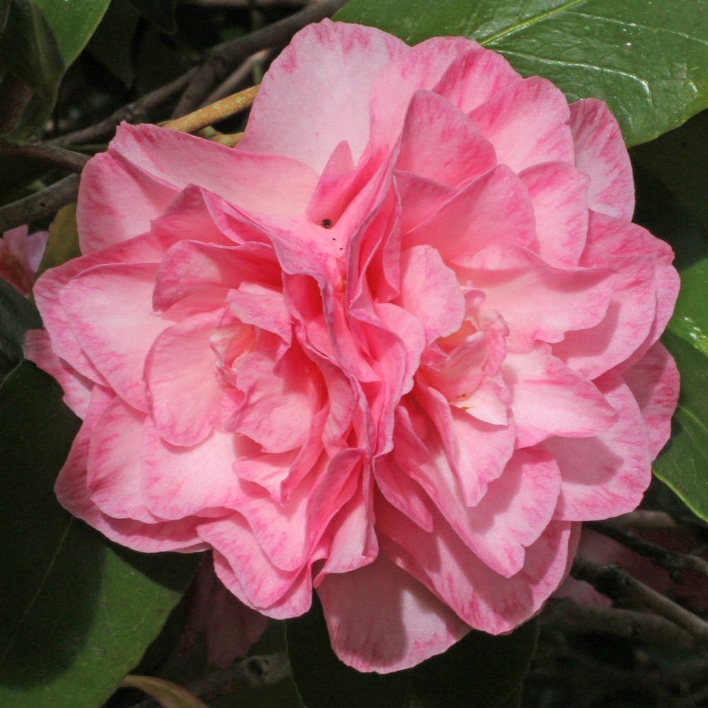 Camellia japonica 'Spring Sonnet'