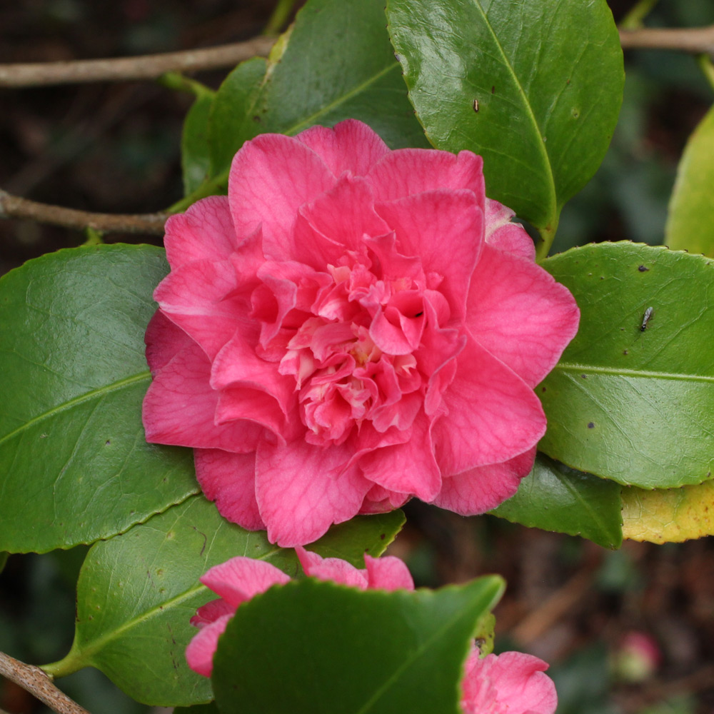 Camellia japonica 'Tiki'