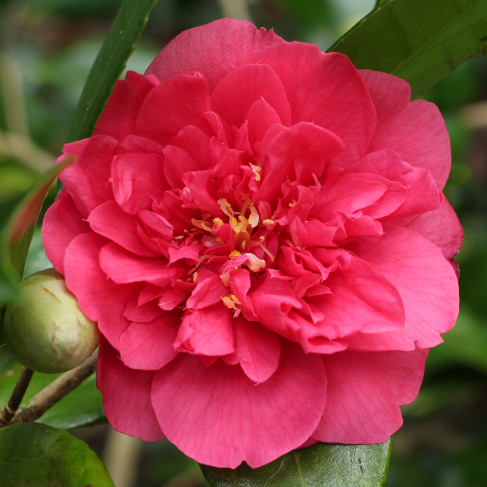 Camellia japonica 'Wonderland'