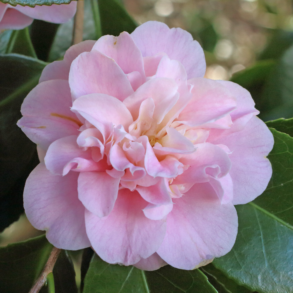 Camellia japonica 'Belle of the Ball'