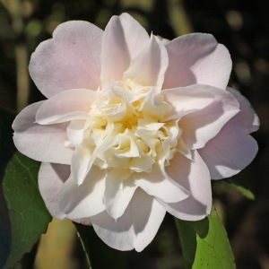Camellia japonica 'Belle of the Ball'