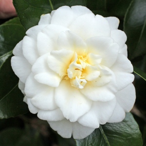 Camellia japonica 'Gold Tone'